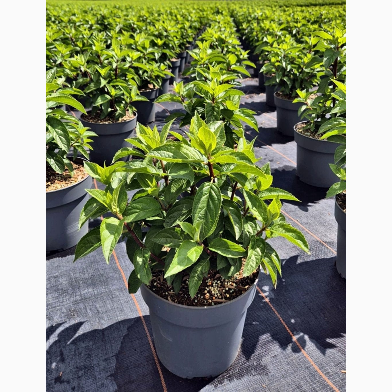 Syrenhortensia – Hydrangea paniculata 'Pinky Winky' - C4,6 40-60 CM